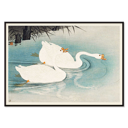 White geese swimming among blue water and reeds Geese amid Reeds by Ohara Koson poster, with black aluminium frame on white background