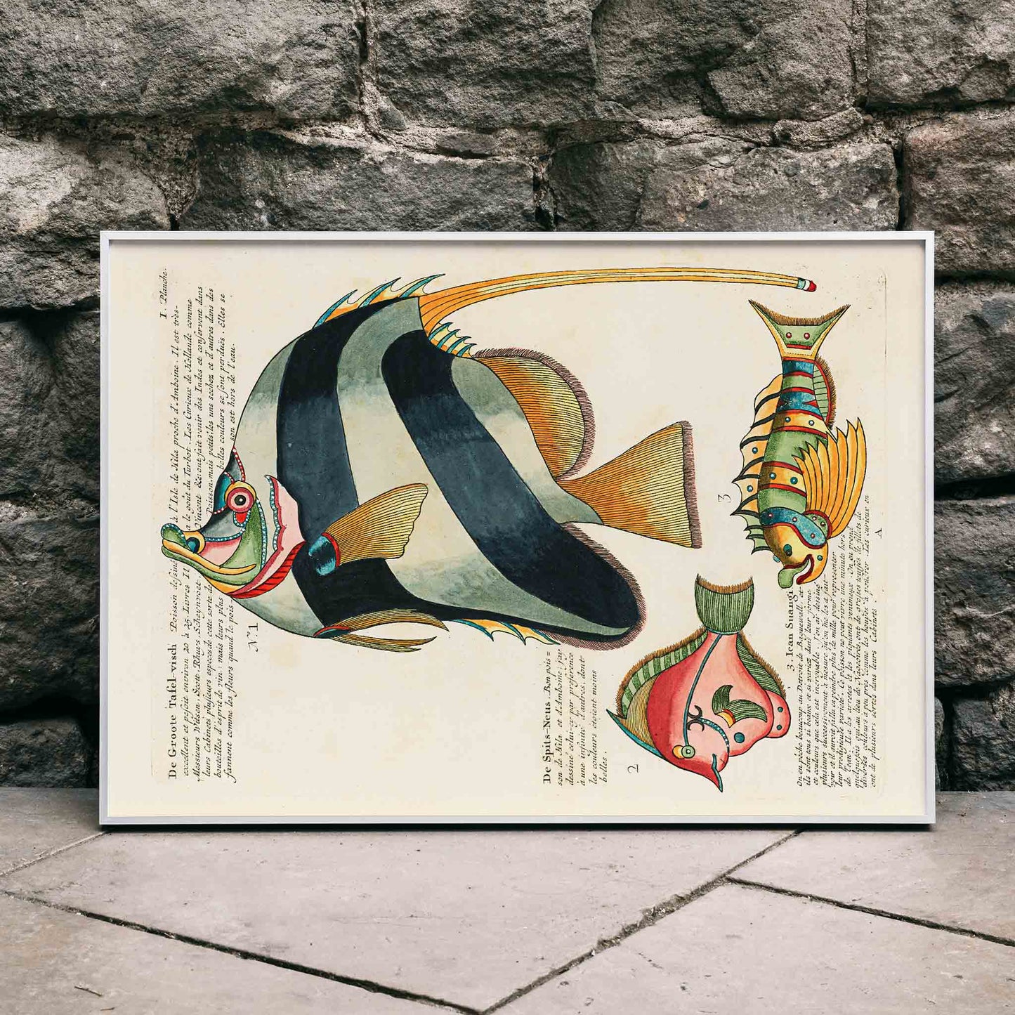 Colourful surreal fish illustrations and poster by Louis Renard from Histoire naturelle des plus rares curiositez de la mer des Indes, framed and displayed in modern living room decor