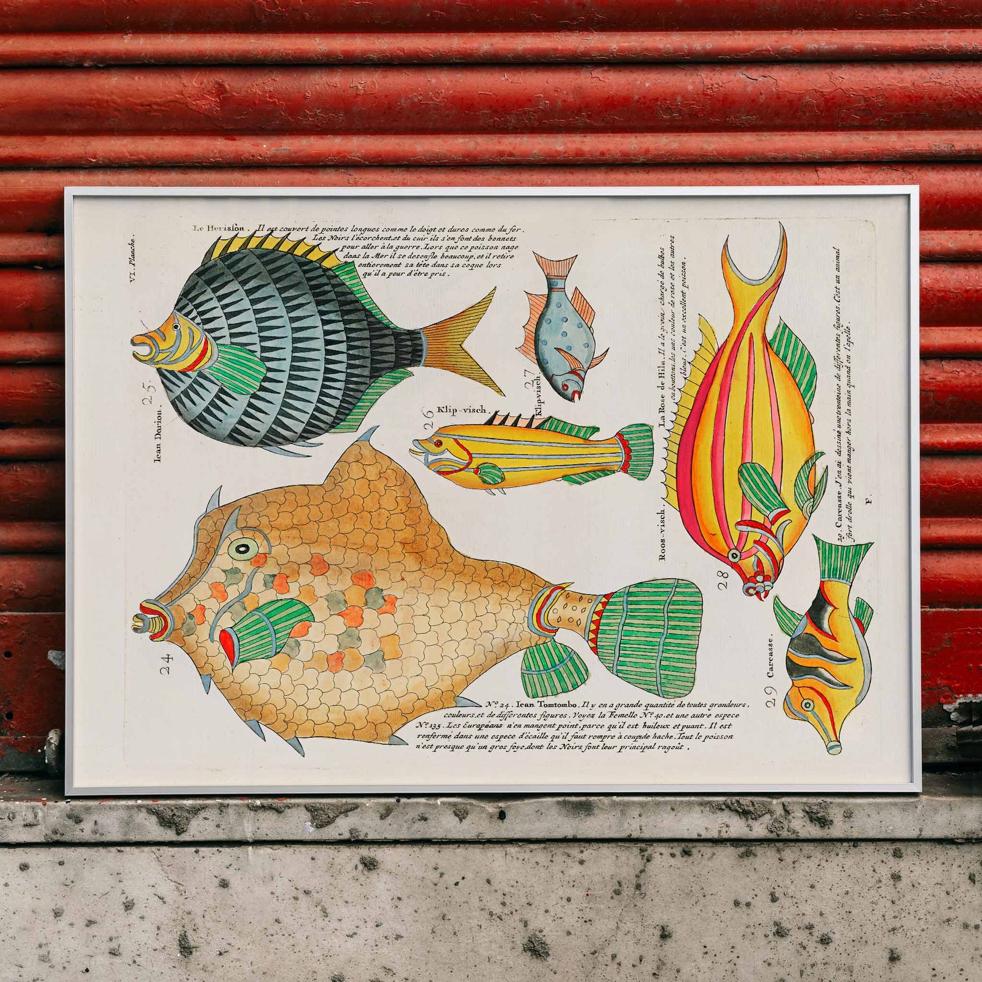 Colourful surreal fish illustrations by Louis Renard from Histoire naturelle des plus rares curiositez de la mer poster, framed and displayed in home decor