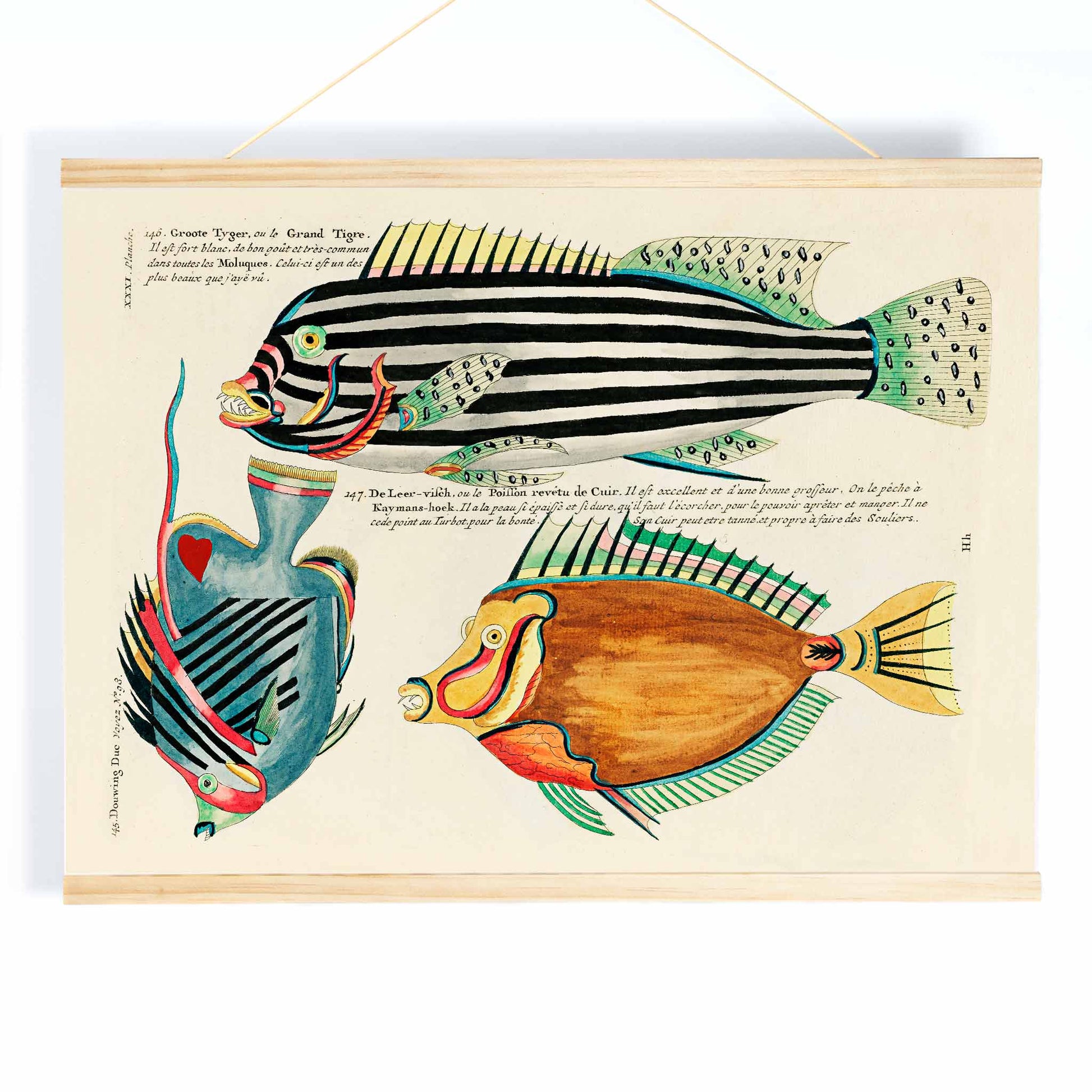Colourful surreal illustrations of Moluccas and East Indies fishes by Louis Renard from Histoire naturelle des plus rares curiositez de la mer des Indes vibrant aquatic life poster, with wooden magnetic frame on white background