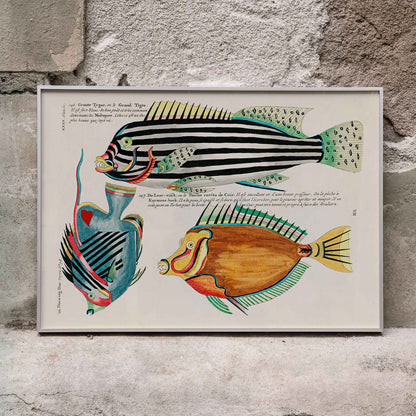 Colourful surreal illustrations of Moluccas and East Indies fishes by Louis Renard from Histoire naturelle des plus rares curiositez de la mer des Indes vibrant aquatic life poster, framed and displayed in modern living room decor