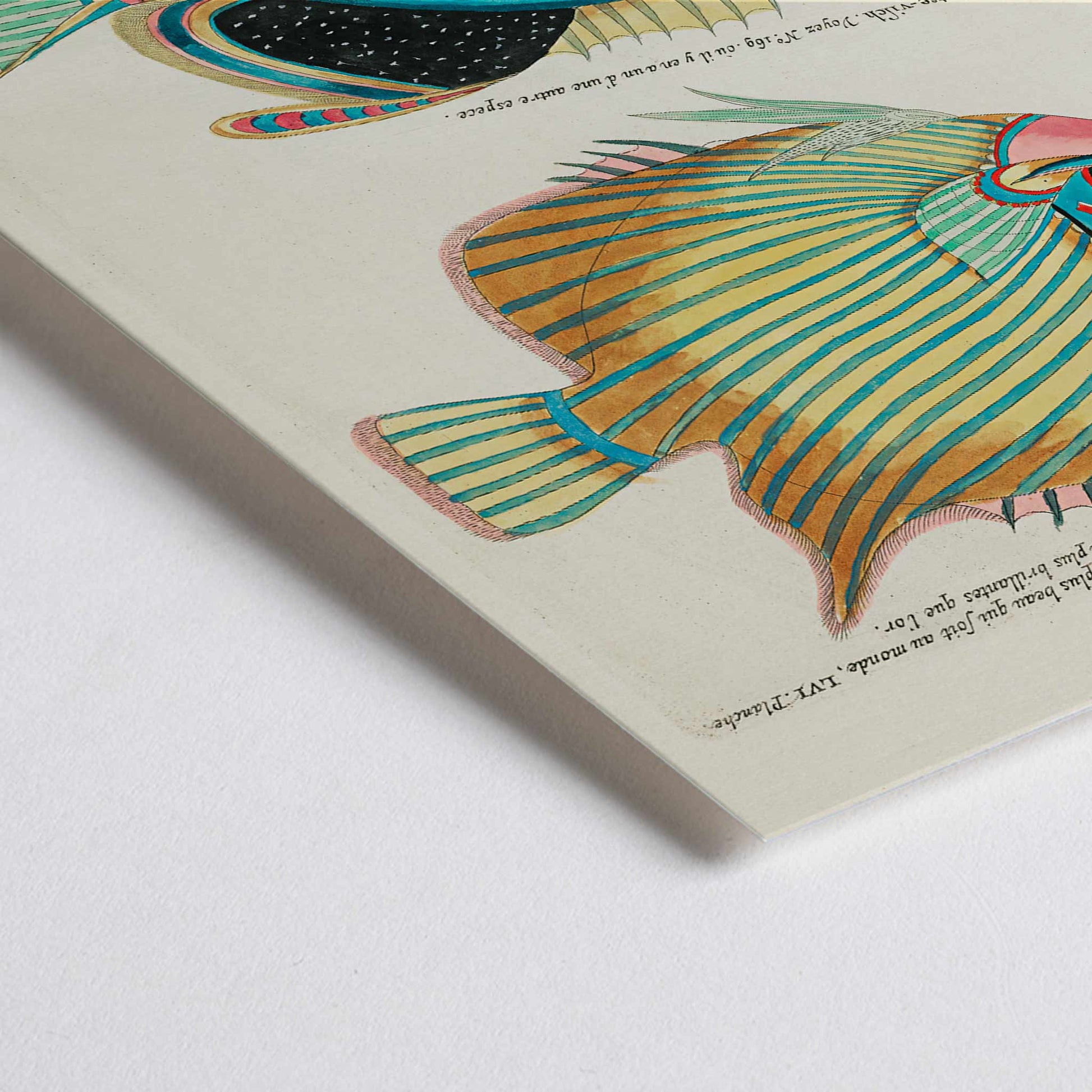 Closeup detail of Colorful surreal fish illustrations poster by Louis Renard from Histoire naturelle des plus rares curiositez de la mer des Indes Moluccas and East Indies