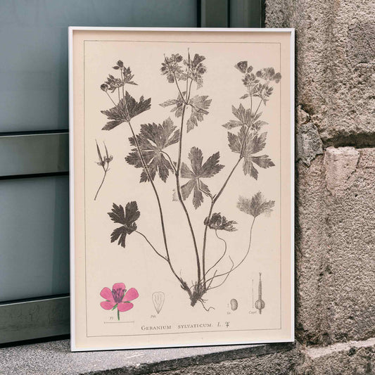 Botanical illustration and poster of Geranium sylvaticum with pink flower and detailed sketches by Louis Antoine Cusin from Herbier de la flore francaise, framed and displayed in home decor