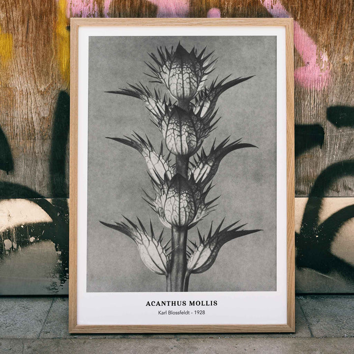 Black and white botanical photograph of Acanthus mollis bears breeches by Karl Blossfeldt as photographic artwork and poster, framed and displayed in home decor