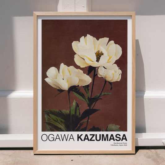 White peony flowers on brown and dark backgrounds from Haerdaceous Peony artwork by Kazumasa Ogawa poster, framed and displayed in home decor