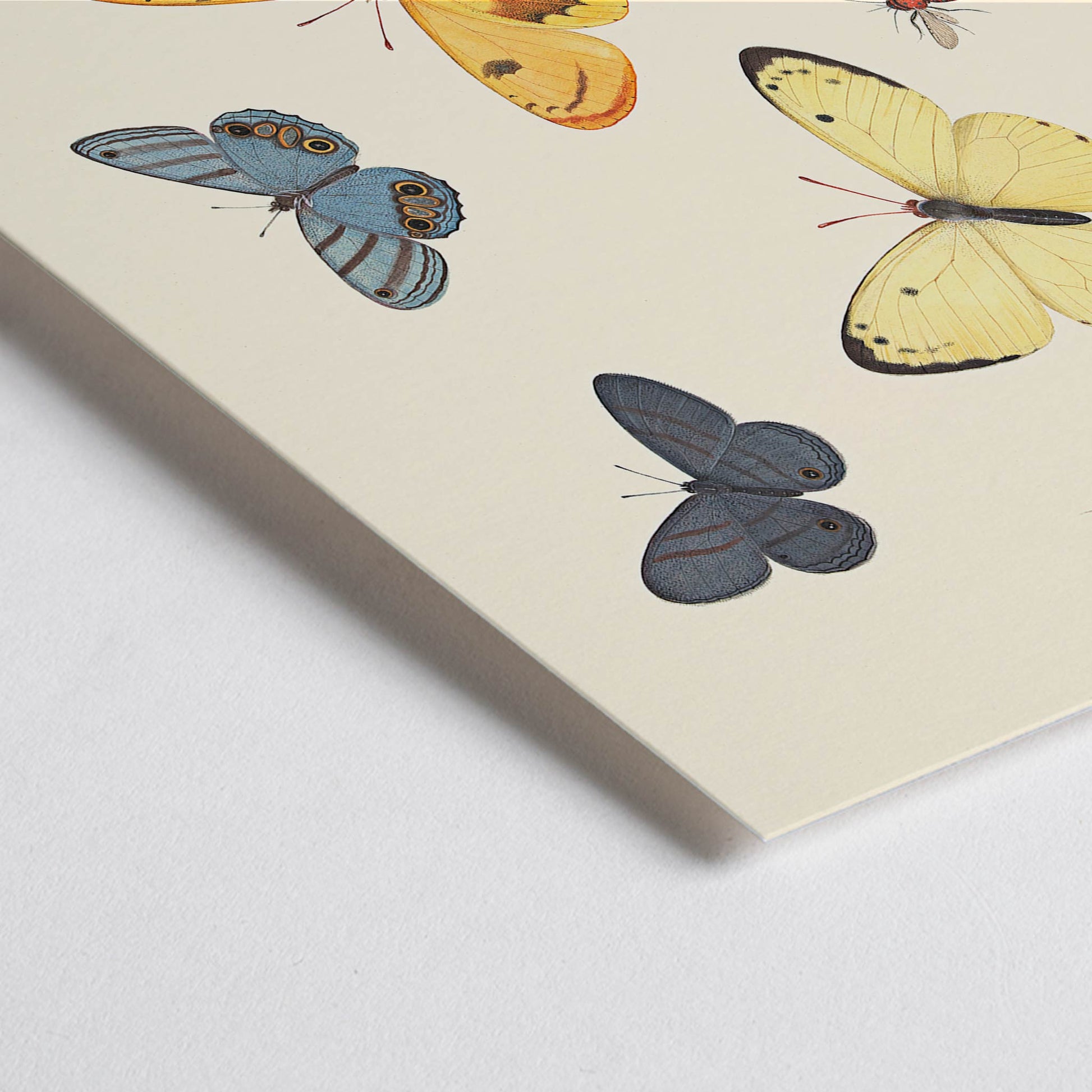 Closeup detail of Illustration and poster of butterflies wasp and flies from Five Butterflies a Wasp and Two Flies by Pieter Withoos