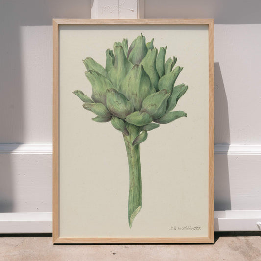 Botanical illustration poster of a green artichoke by Jean Bernard detailed artwork, framed and displayed in home decor
