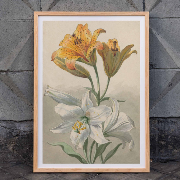 Yellow and white lilies botanical art by Willem van Leen poster floral artwork illustration, framed and displayed in home decor