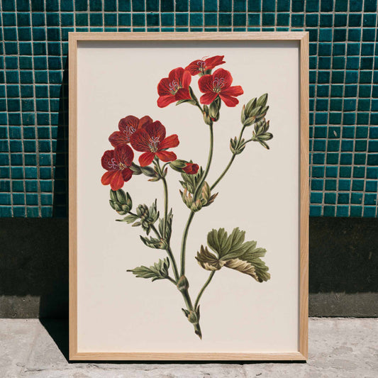 Botanical illustration of red flowers with green leaves by M de Gijselaar poster artwork, framed and displayed in home decor