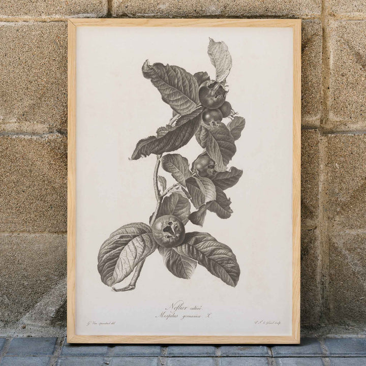 Black and white botanical illustration of medlar fruit and leaves by Pierre Francois Legrand, framed and displayed in home decor