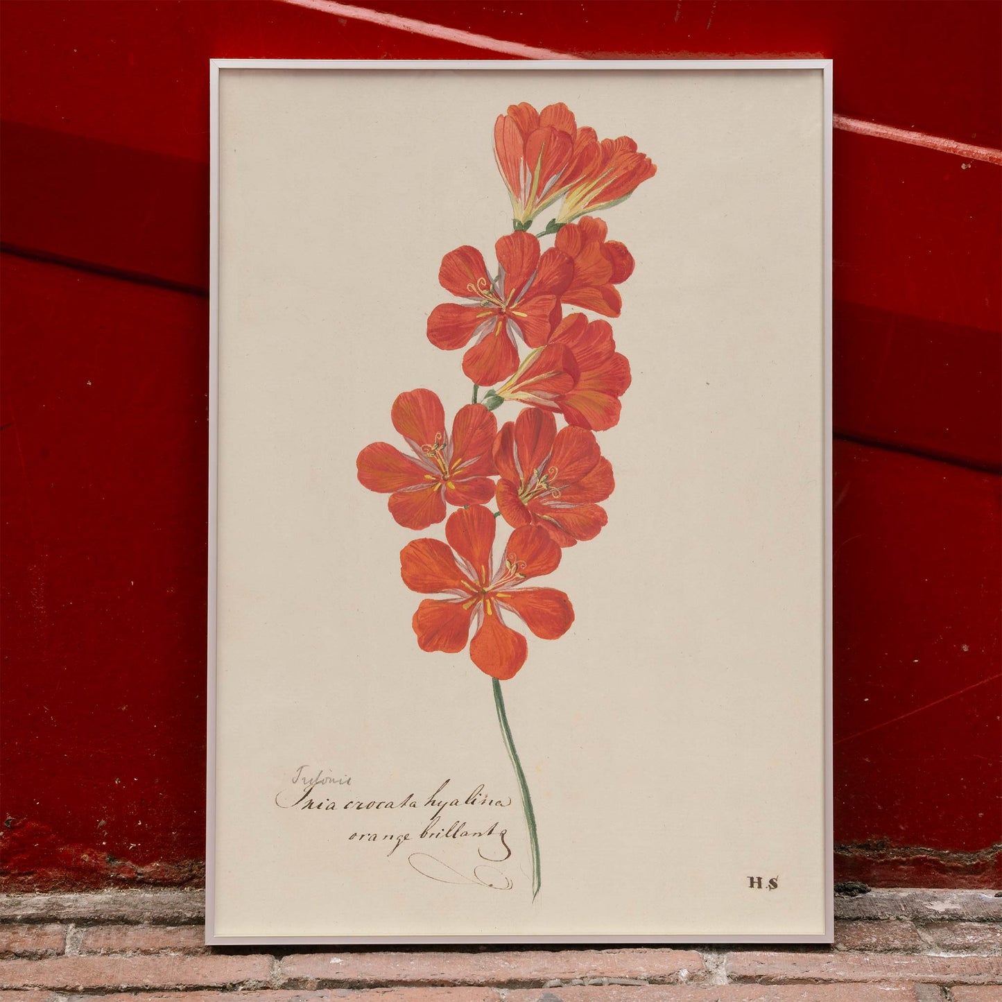 Botanical illustration and poster of vibrant orange and red Tritonia Crocata Flame Freesia flower artwork by Hendrik Schwegman on light background, framed and displayed in home decor