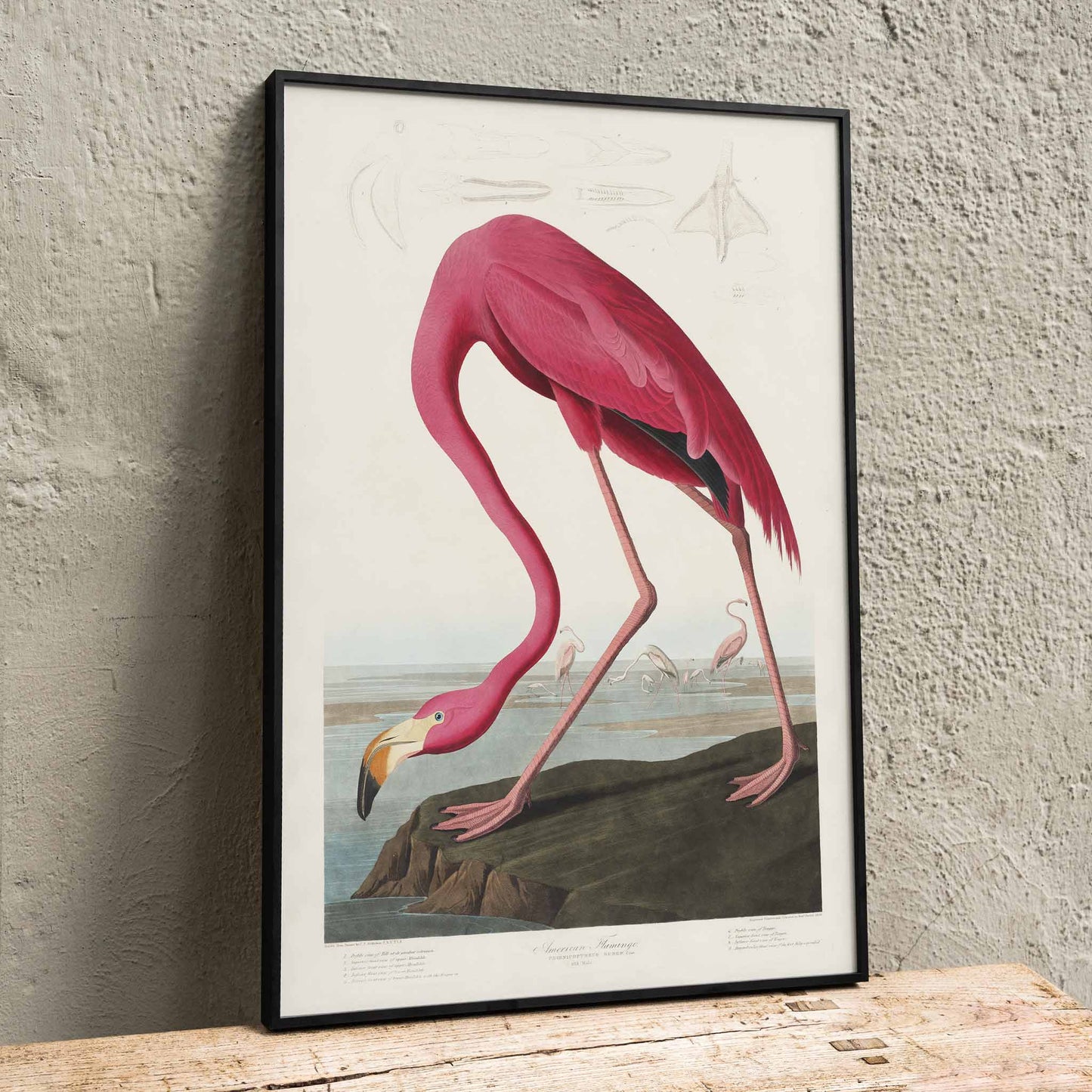 Pink flamingo standing and feeding in natural landscape from Birds of America by John James Audubon etched by Robert Havell poster, framed and displayed in home decor