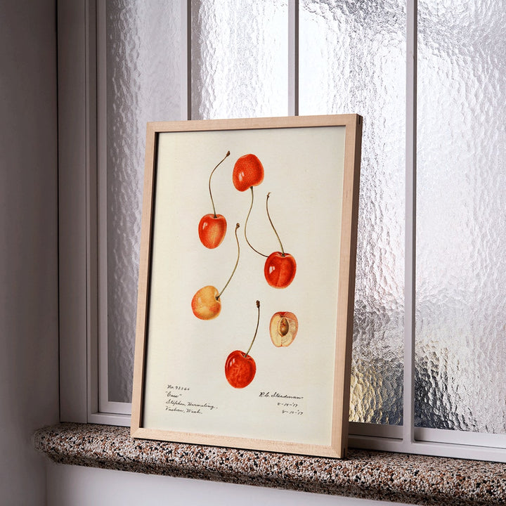 Prunus avium cherry painting by Royal Charles Steadman titled Cass poster featuring cherry illustrations, framed and displayed in home decor