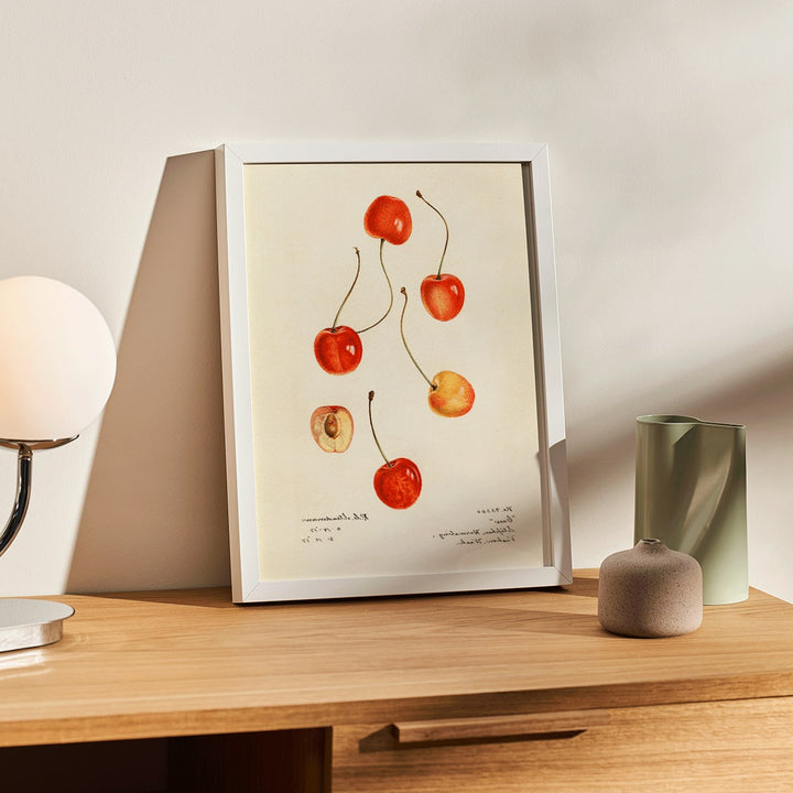 Prunus avium cherry painting by Royal Charles Steadman titled Cass poster featuring cherry illustrations, framed and displayed in modern living room decor