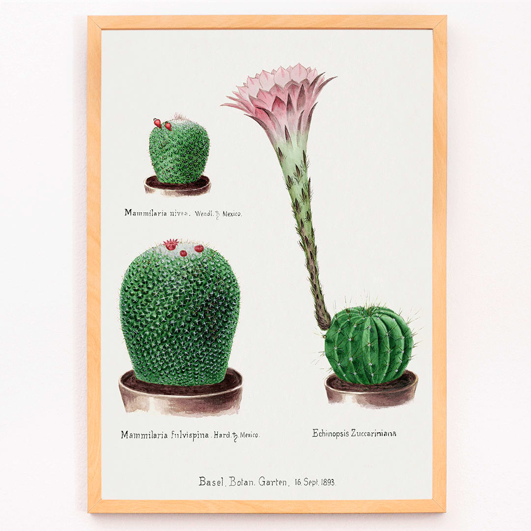 Botanical illustration and poster of Rainbow Pincushion cactus Easter lily Mammilaria nivea Mammilaria fulvispina Echinopsis Zuccariniana and other cacti from Familie Der Cacteen, framed and displayed in modern living room decor