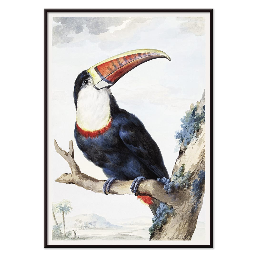 Red-billed Toucan perched on a branch in a landscape painting by Aert Schouman poster artwork, with black aluminium frame on white background