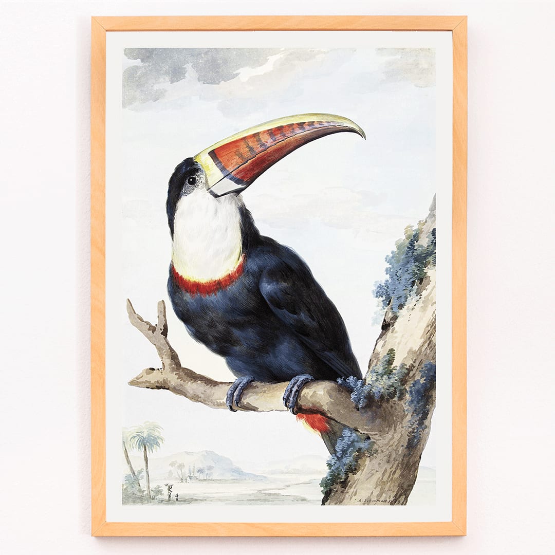 Red-billed Toucan perched on a branch in a landscape painting by Aert Schouman poster artwork, framed and displayed in modern living room decor