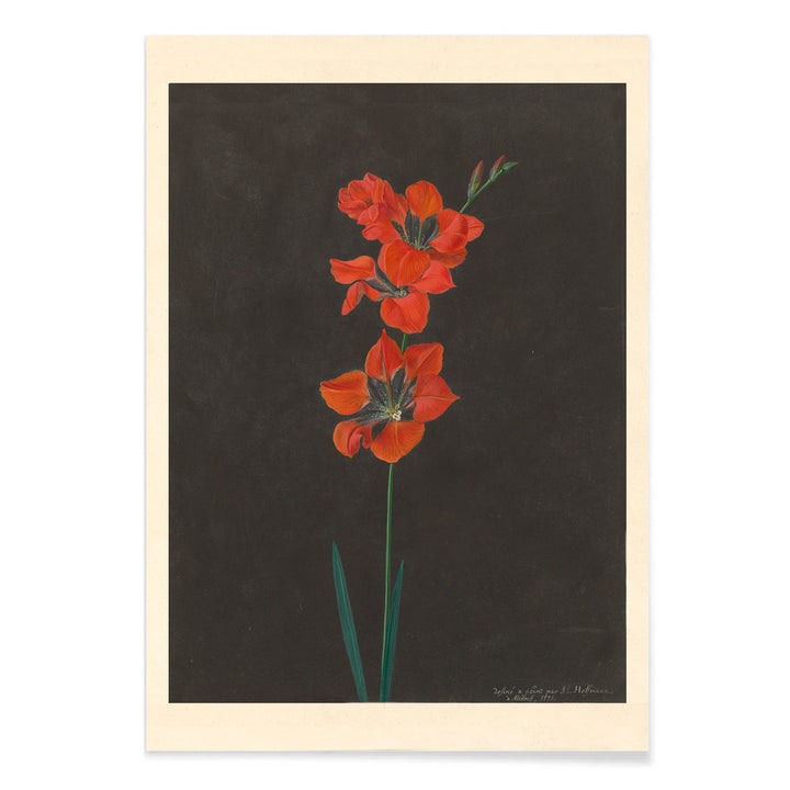 Vibrant red lily flower illustration by F L Hoffmann botanical artwork on dark background wall decor poster, with black aluminium frame on white background