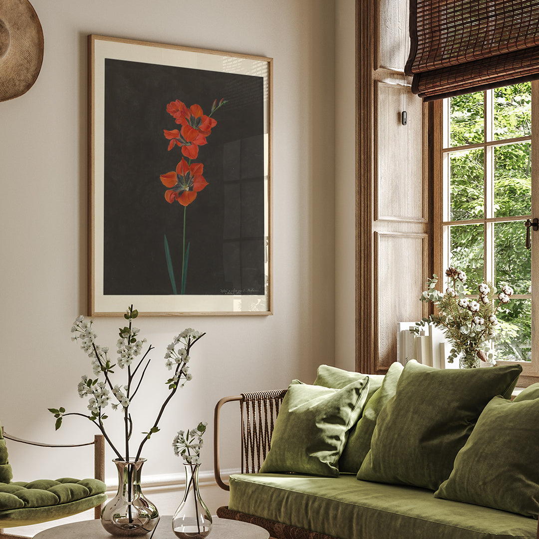 Vibrant red lily flower illustration by F L Hoffmann botanical artwork on dark background wall decor poster, framed and displayed in home decor