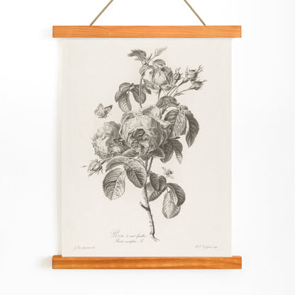 Botanical illustration of a blooming hundred petaled rose with insects by Pierre Francois Legrand poster, with wooden magnetic frame on white background