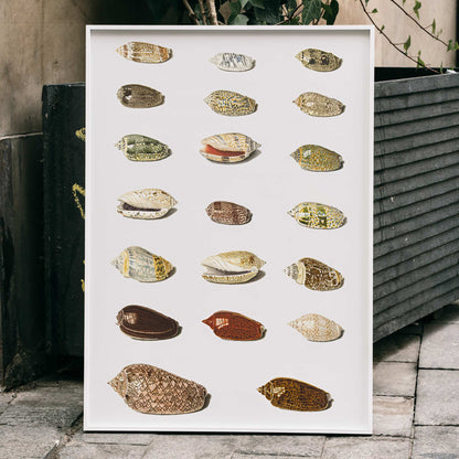 Exotic tropical seashells arranged in rows artwork by Johann Gustav Hoch from Twenty Tropical Shells, framed and displayed in home decor