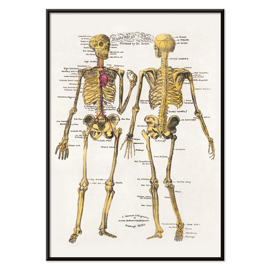 Human skeleton diagram and poster with labeled bones and organs by Dr Parker Anatomical plates wall art decor, with black aluminium frame on white background
