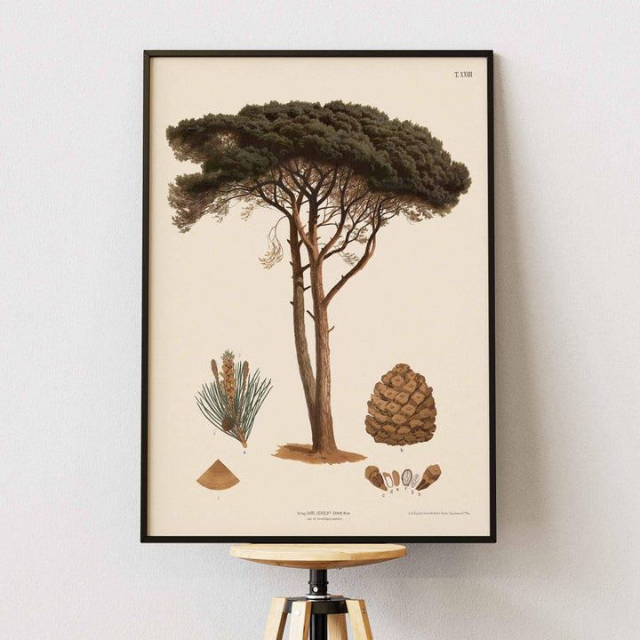 Anton Hartinger Stone Pine botanical print with mature tree, needle sprig, pine cone and seeds, framed and displayed in modern living room decor