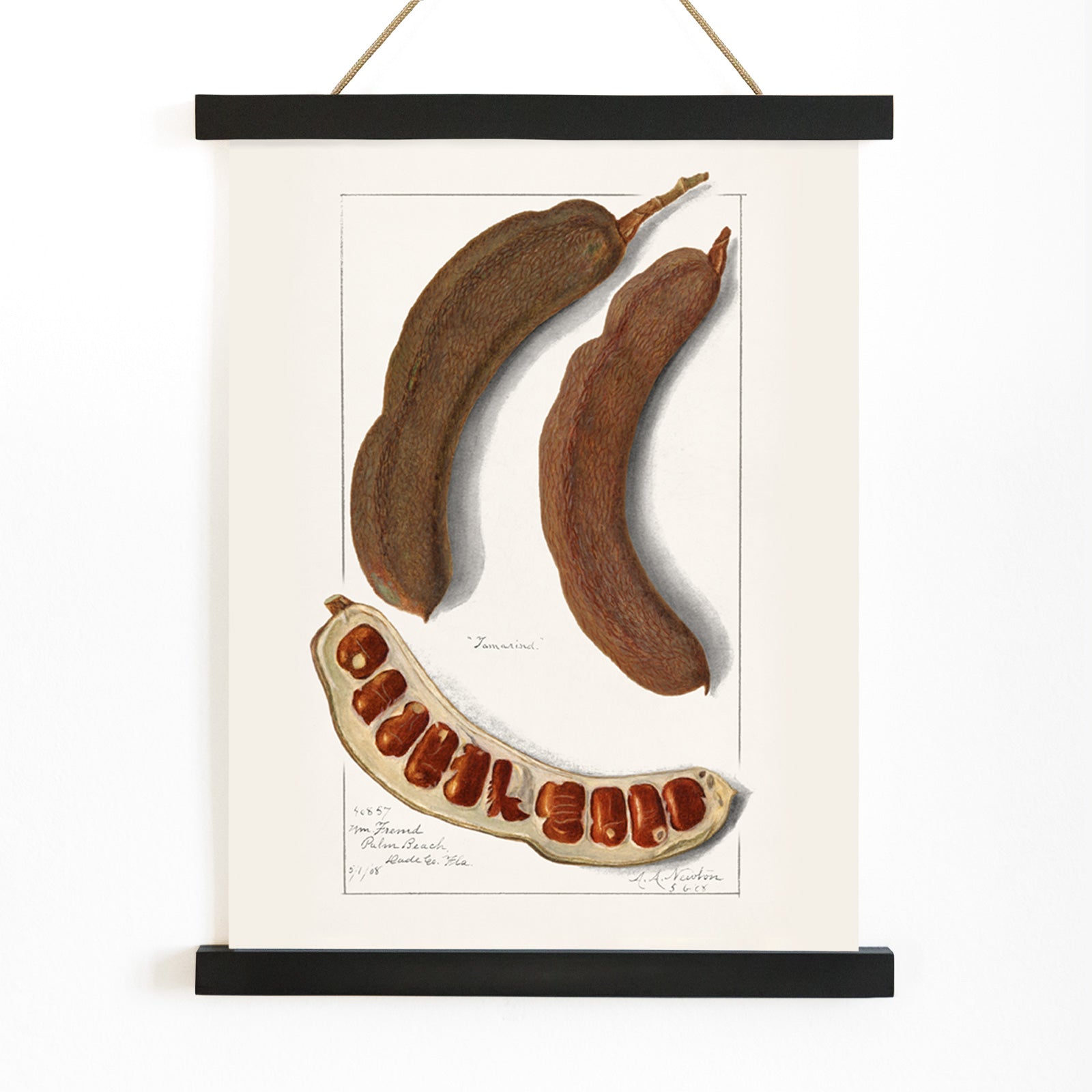 Botanical illustration and poster of Indian Tamarind Tamarindus Indica by Amanda Almira Newton featuring pods seeds and botanical artwork, with wooden magnetic frame on white background