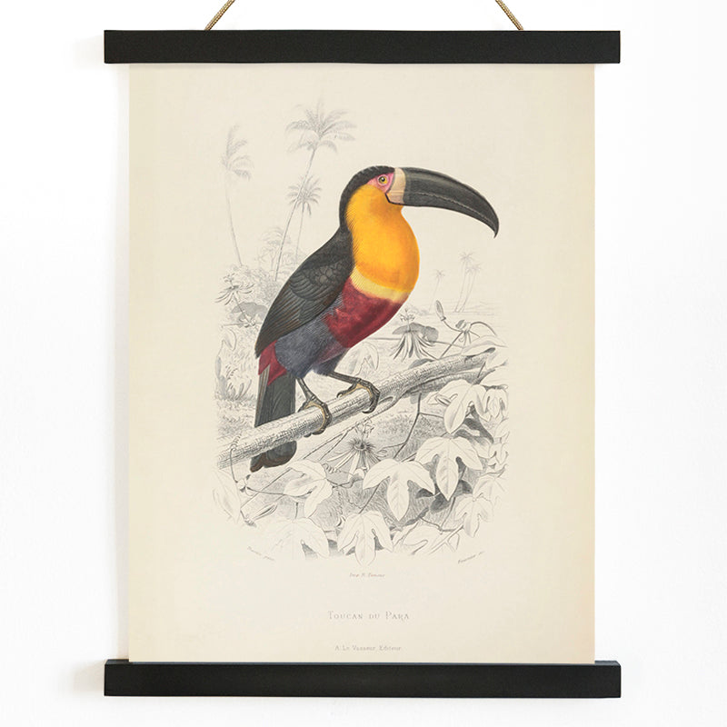 Colorful Toucan du Para perched on a branch poster artwork by Georges Louis Leclerc, with wooden magnetic frame on white background