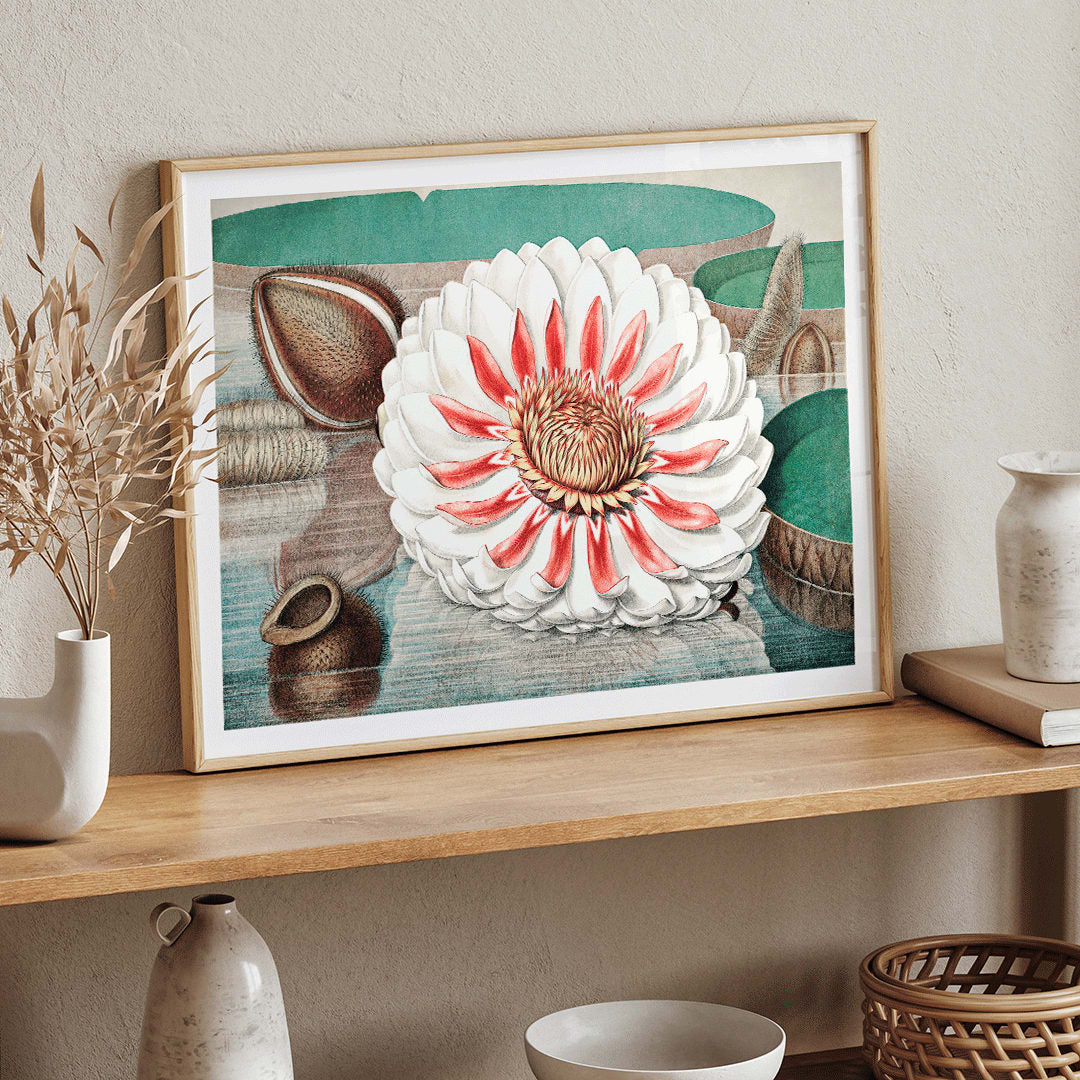 The Victoria Regia or the Great Water Lily of America by William Sharp vibrant painting and poster with large detailed flower on water, framed and displayed in home decor