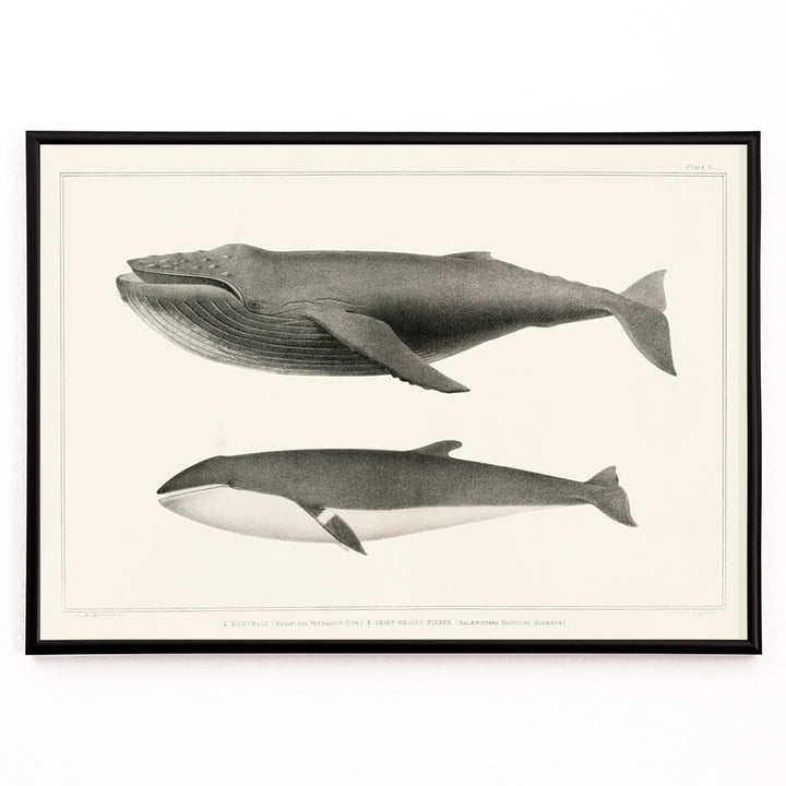 Closeup detail of Humpback whale and minke whale illustration and poster by Charles Melville Scammon from Natural history of the cetaceans