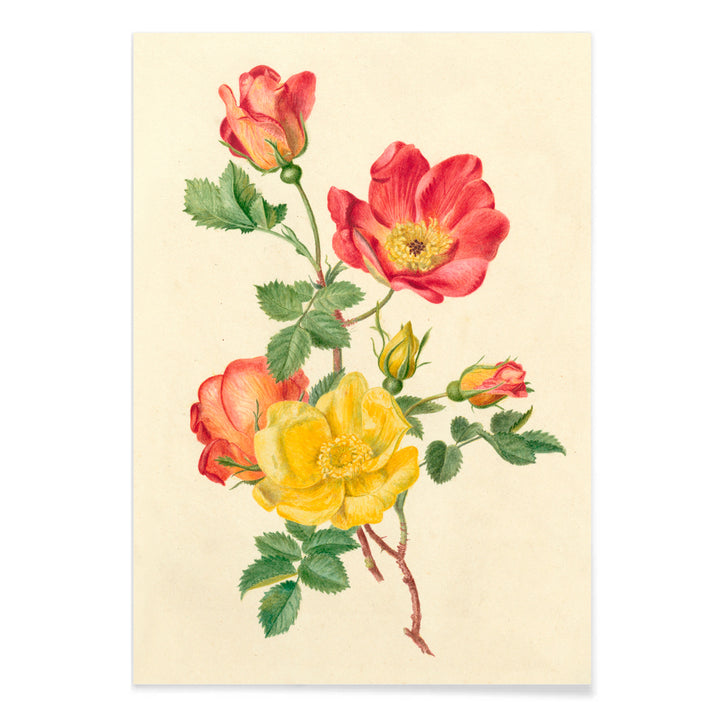 Botanical illustration of wild rose flowers with green leaves yellow and pink blooms by Antoinette Luden, with black aluminium frame on white background